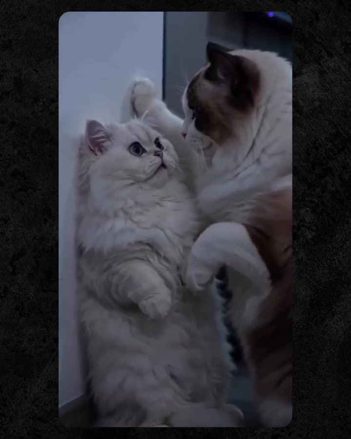 ai-pet-dramas-are-taking-over-social-media-and-yes-that-is-exactly-why-ram-is-so-expensive-for-2